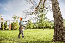 Trusted Eclectic, AL Tree Removal Experts